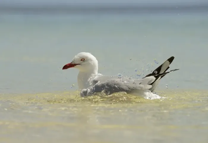Framed Print : Silver Gull (Larus novaehollandiae) adult, bathing in sea, Queensland, Australia, November Framed Print : Silver Gull (Larus novaehollandiae) adult, bathing in sea, Queensland, Australia, November