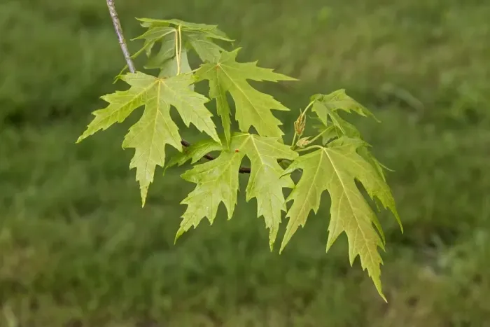 Framed Print : Silver Maple leaf Framed Print : Silver Maple leaf