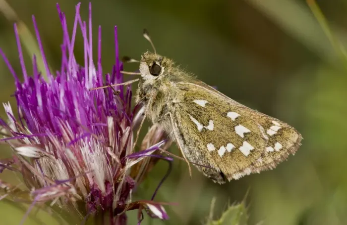 Framed Print : Silver-spotted Skipper (Hesperia comma) adult, feeding on Dwarf Thistle (Cirsium acaule) flowers on chalk downland Framed Print : Silver-spotted Skipper (Hesperia comma) adult, feeding on Dwarf Thistle (Cirsium acaule) flowers on chalk downland