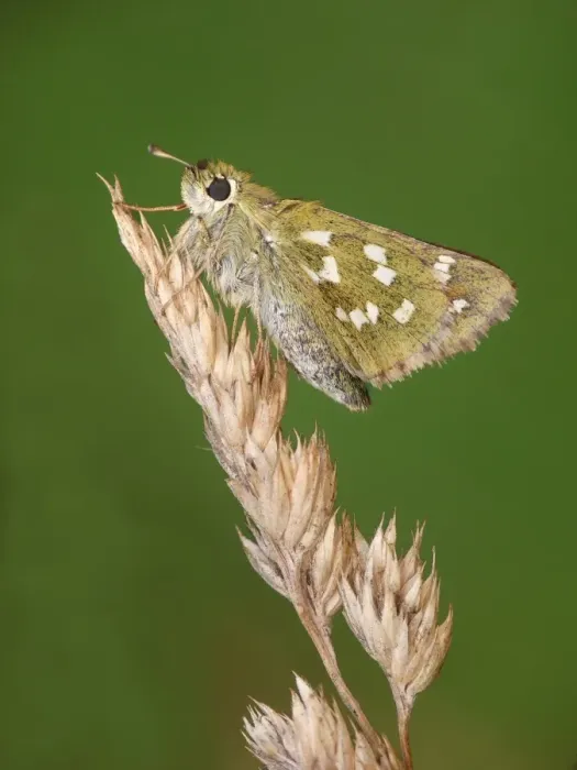 Framed Print : Silver-spotted Skipper (Hesperia comma) adult female, resting on dry grass, Simplon Pass, Swiss Alps, Switzerland, July Framed Print : Silver-spotted Skipper (Hesperia comma) adult female, resting on dry grass, Simplon Pass, Swiss Alps, Switzerland, July
