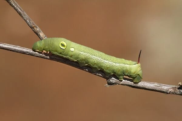 Silver-striped Hawkmoth (Hippotion celerio) caterpillar, green form, on twig, The Olgas, Uluru-Kata Tjuta N. P