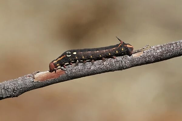 Silver-striped Hawkmoth (Hippotion celerio) caterpillar, dark form, on twig, The Olgas, Uluru-Kata Tjuta N. P