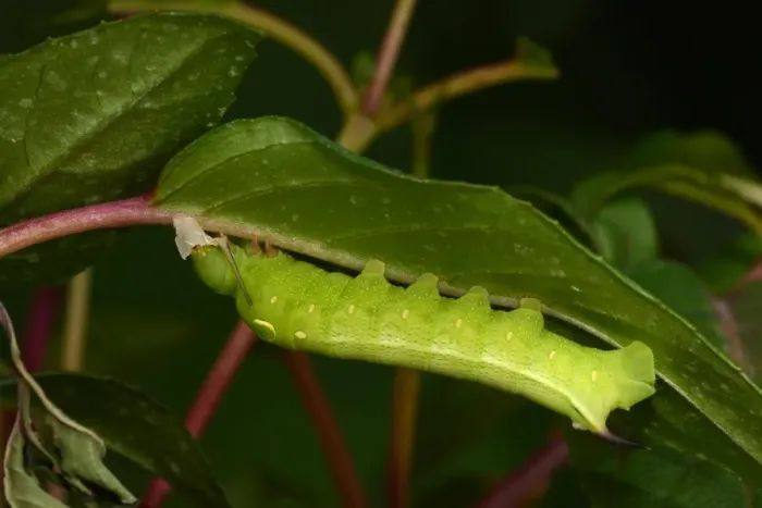 Framed Print : Silver-striped Hawkmoth (Hippotion celerio) fully grown final instar larva, feeding on recently shed skin, captive bred Framed Print : Silver-striped Hawkmoth (Hippotion celerio) fully grown final instar larva, feeding on recently shed skin, captive bred