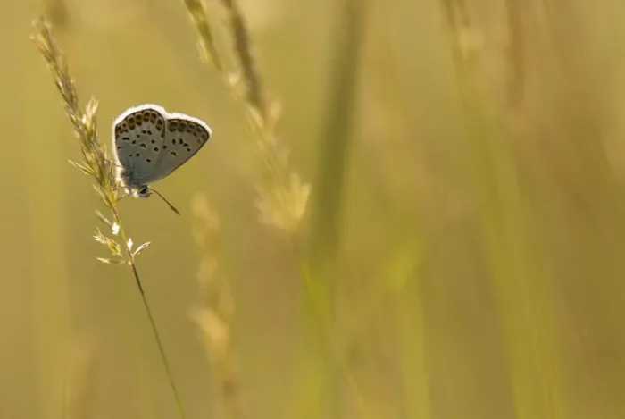 Framed Print : Silver-studded Blue (Plebejus argus) adult, resting on backlit grass, Bulgaria, July Framed Print : Silver-studded Blue (Plebejus argus) adult, resting on backlit grass, Bulgaria, July