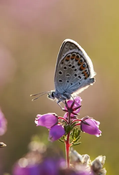 Framed Print : Silver-studded Blue (Plebejus argus) adult, resting on Bell Heather (Erica cinerea) flowers, Shropshire, England, July Framed Print : Silver-studded Blue (Plebejus argus) adult, resting on Bell Heather (Erica cinerea) flowers, Shropshire, England, July