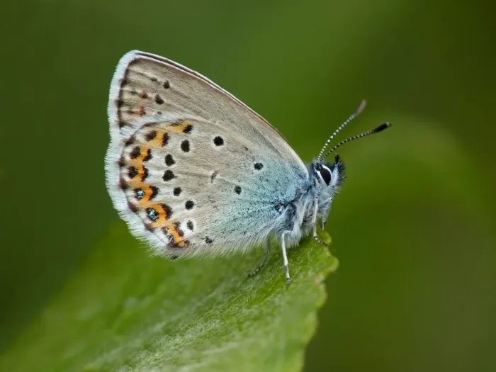 Framed Print : Silver-studded Blue (Plebejus argus) adult male, resting on leaf, Simplon Pass, Swiss Alps, Switzerland, july Framed Print : Silver-studded Blue (Plebejus argus) adult male, resting on leaf, Simplon Pass, Swiss Alps, Switzerland, july