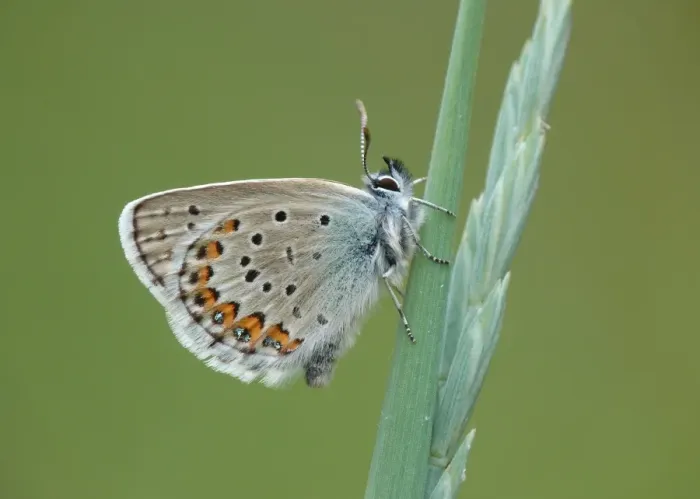 Framed Print : Silver-studded Blue (Plebejus argus) adult male, resting on grass stem, Simplon Pass, Swiss Alps, Switzerland, july