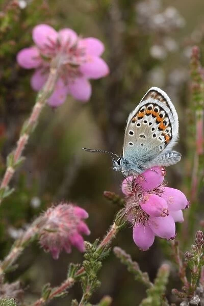 Silver-studded Blue (Plebejus argus) adult male, feeding at Bell Heather (Erica cinerea) flowers, New Forest