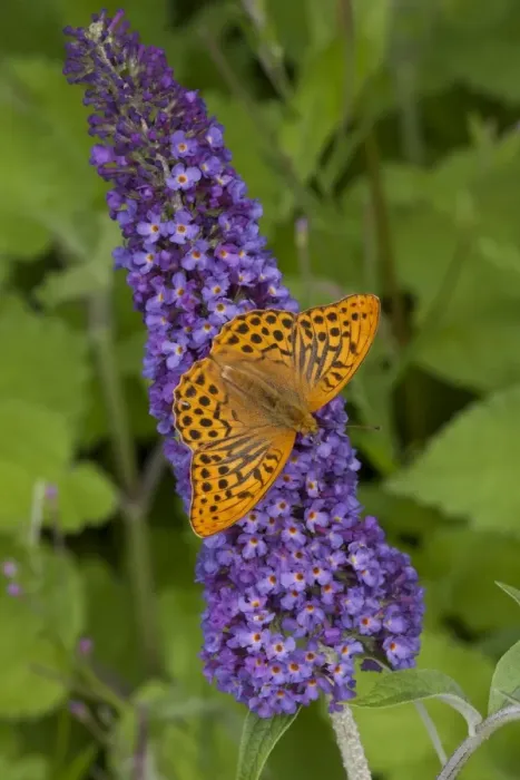 Framed Print : Silver-washed Fritillary (Argynnis paphia) adult, feeding on Buddleia (Buddleja sp. ) flowers in garden, England, july Framed Print : Silver-washed Fritillary (Argynnis paphia) adult, feeding on Buddleia (Buddleja sp. ) flowers in garden, England, july