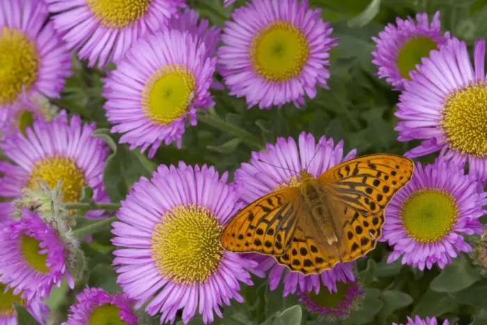 Framed Print : Silver-washed Fritillary (Argynnis paphia) adult, feeding on erigeron flowers in garden, England, july Framed Print : Silver-washed Fritillary (Argynnis paphia) adult, feeding on erigeron flowers in garden, England, july
