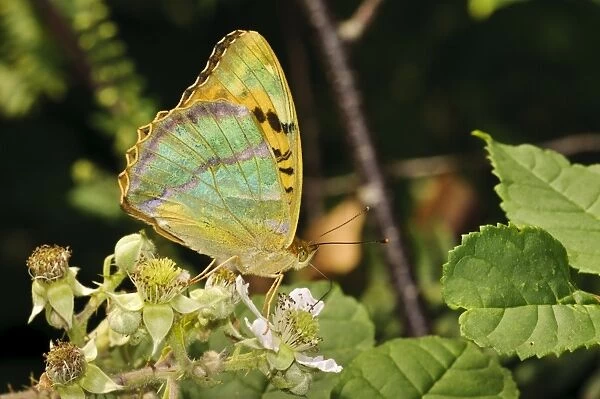 Silver-washed Fritillary (Argynnis paphia) adult, showing irridescent underside of wings, feeding on bramble flowers
