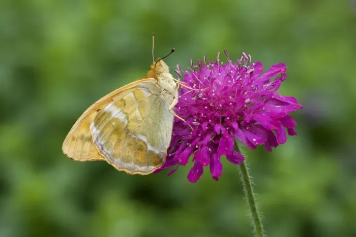 Framed Print : Silver-washed Fritillary (Argynnis paphia) adult, feeding on Macedonian Scabious (Knautia macedonica) Framed Print : Silver-washed Fritillary (Argynnis paphia) adult, feeding on Macedonian Scabious (Knautia macedonica)