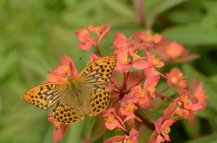Framed Print : Silver-washed Fritillary (Argynnis paphia) adult male, resting on Spurge (Euphorbia sp. ) flowers, Oxfordshire, England Framed Print : Silver-washed Fritillary (Argynnis paphia) adult male, resting on Spurge (Euphorbia sp. ) flowers, Oxfordshire, England