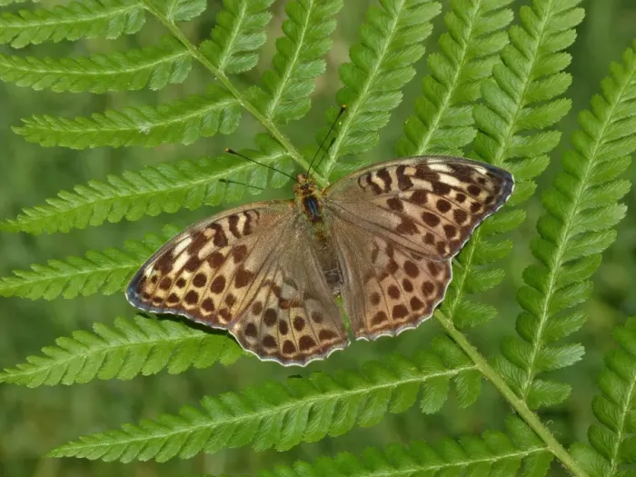 Framed Print : Silver-washed Fritillary (Argynnis paphia) valesina form, adult, resting on fern frond, Cannobina Valley, Piedmont, Northern Italy, july Framed Print : Silver-washed Fritillary (Argynnis paphia) valesina form, adult, resting on fern frond, Cannobina Valley, Piedmont, Northern Italy, july