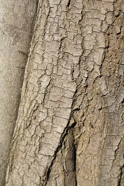 Silver Wattle (Acacia dealbata) close-up of bark, growing in garden, Bembridge, Isle of Wight, England, june