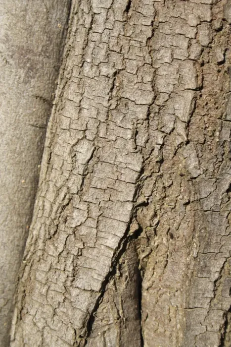 Framed Print : Silver Wattle (Acacia dealbata) close-up of bark, growing in garden, Bembridge, Isle of Wight, England, june Framed Print : Silver Wattle (Acacia dealbata) close-up of bark, growing in garden, Bembridge, Isle of Wight, England, june