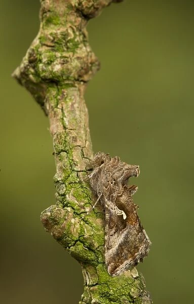 Silver Y (Autographa gamma) adult, resting on twig, Sheffield, South Yorkshire, England, September