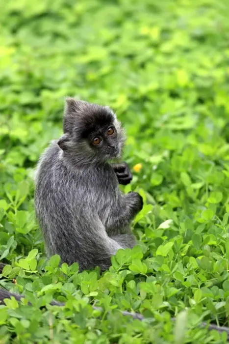 Framed Print : Silvered Leaf Monkey (Trachypithecus cristatus) young, sitting on ground, Labuk Bay, Sabah, Borneo, Malaysia