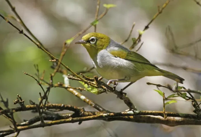 Framed Print : Silvereye (Zosterops lateralis) adult, perched on twig, Atherton Tableland, Great Dividing Range, Queensland Framed Print : Silvereye (Zosterops lateralis) adult, perched on twig, Atherton Tableland, Great Dividing Range, Queensland