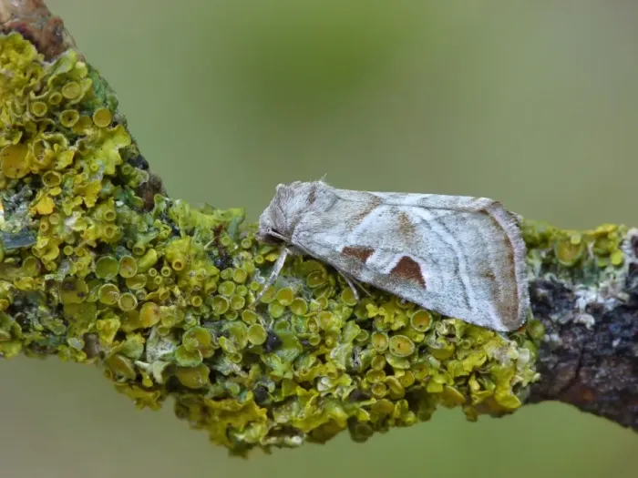 Framed Print : Silvery Gem (Eucarta virgo) adult, resting on lichen covered twig, Cannobina Valley, Italian Alps, Piedmont Framed Print : Silvery Gem (Eucarta virgo) adult, resting on lichen covered twig, Cannobina Valley, Italian Alps, Piedmont