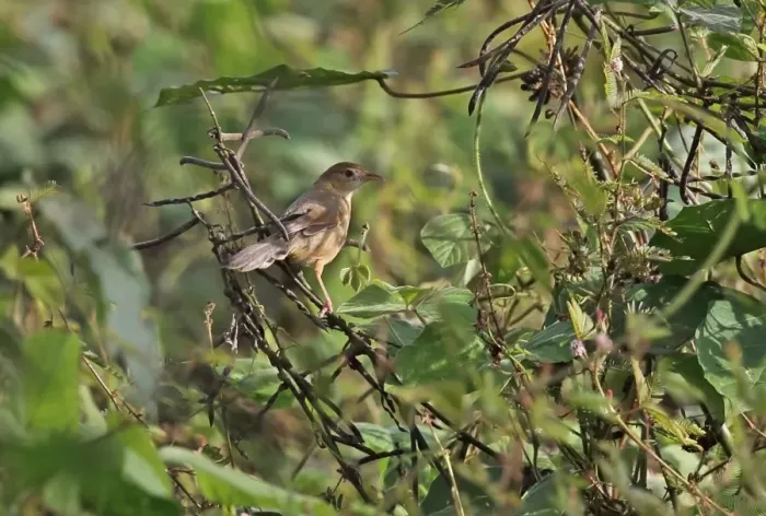 Framed Print : Singing Cisticola (Cisticola cantans swanzii) adult, perched in bush, Atewa, Ghana, February Framed Print : Singing Cisticola (Cisticola cantans swanzii) adult, perched in bush, Atewa, Ghana, February