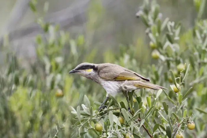 Framed Print : Singing Honeyeater (Lichenostomus virescens) adult, perched on fruiting bush, Western Australia, Australia Framed Print : Singing Honeyeater (Lichenostomus virescens) adult, perched on fruiting bush, Western Australia, Australia