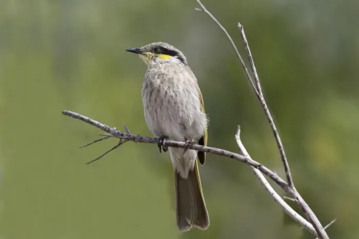 Framed Print : Singing Honeyeater (Lichenostomus virescens) adult, perched on twig, Western Australia, Australia Framed Print : Singing Honeyeater (Lichenostomus virescens) adult, perched on twig, Western Australia, Australia