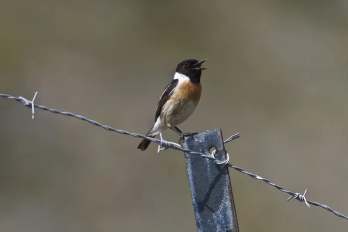 Framed Print : Singing Male Stonechat Framed Print : Singing Male Stonechat