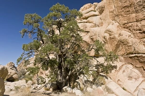 Single-leaf Pinyon Pine (Pinus monophylla) habit, growing in desert, Joshua Tree N. P. Mojave Desert, California, U. S. A