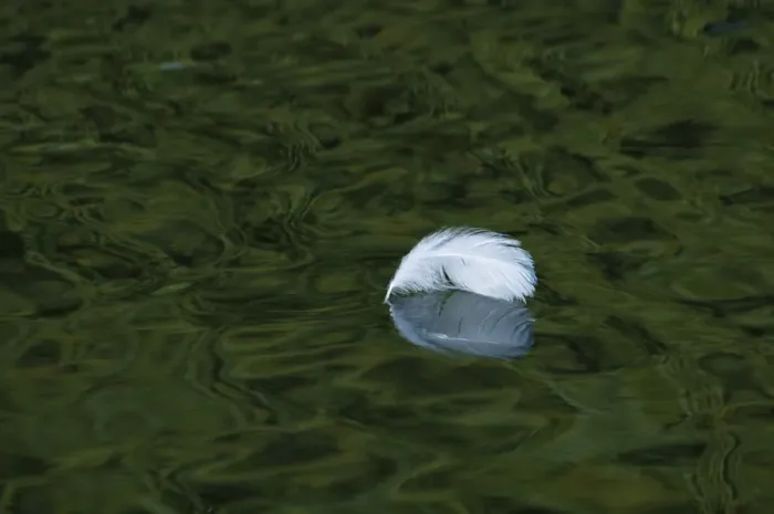 Framed Print : Single white feather floating on river, River Cray, Footscray Meadows Local Nature Reserve, Bexley, Kent, England Framed Print : Single white feather floating on river, River Cray, Footscray Meadows Local Nature Reserve, Bexley, Kent, England