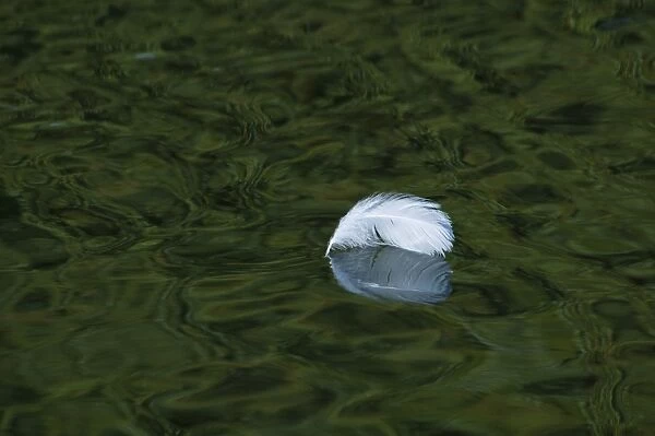 Single white feather floating on river, River Cray, Footscray Meadows Local Nature Reserve, Bexley, Kent, England