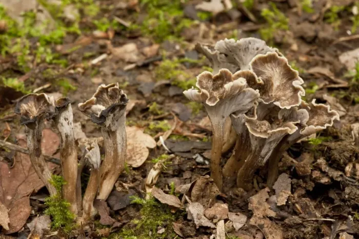 Framed Print : Sinuous Chanterelle (Pseudocraterellus sinuosus) fruiting bodies, growing in old woodland, Wiltshire, England Framed Print : Sinuous Chanterelle (Pseudocraterellus sinuosus) fruiting bodies, growing in old woodland, Wiltshire, England