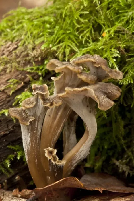 Framed Print : Sinuous Chanterelle (Pseudocraterellus sinuosus) fruiting bodies, growing in old woodland, Wiltshire, England Framed Print : Sinuous Chanterelle (Pseudocraterellus sinuosus) fruiting bodies, growing in old woodland, Wiltshire, England