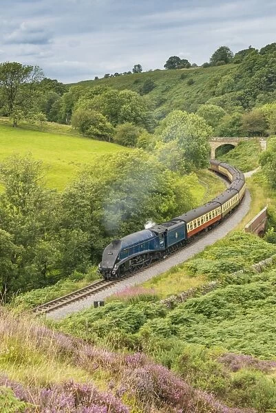 Sir Nigel Gresley steam train and carriages, travelling through moorland from Pickering to Goathland
