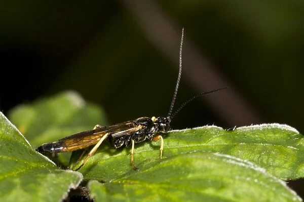 Sirex Woodwasp (Sirex noctilio) adult male, resting on leaf, Brede High Woods, West Sussex, England, september