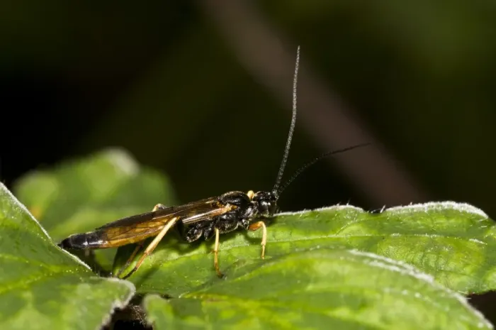 Framed Print : Sirex Woodwasp (Sirex noctilio) adult male, resting on leaf, Brede High Woods, West Sussex, England, september Framed Print : Sirex Woodwasp (Sirex noctilio) adult male, resting on leaf, Brede High Woods, West Sussex, England, september