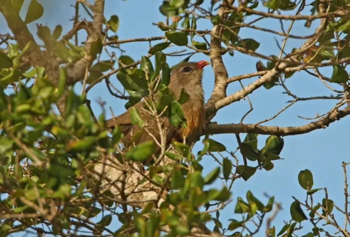 Framed Print : Sirkeer Malkoha (Phaenicophaeus leschenaultii) adult, perched in tree, Bundala N. P. Sri Lanka, december Framed Print : Sirkeer Malkoha (Phaenicophaeus leschenaultii) adult, perched in tree, Bundala N. P. Sri Lanka, december