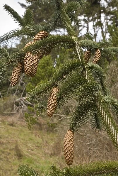 Sitka Spruce (Picea sitchensis) close-up of mature cones, Califonia, U. S. A. February