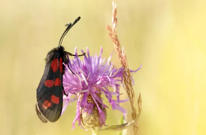 Framed Print : Six-spot Burnet (Zygaena filipendulae) adult, feeding on knapweed flower in meadowland, Yorkshire, England, summer Framed Print : Six-spot Burnet (Zygaena filipendulae) adult, feeding on knapweed flower in meadowland, Yorkshire, England, summer