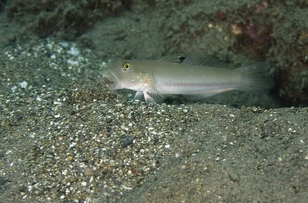 Sixspot Goby (Valenciennea sexguttata) adult, spitting out sand excavated from burrow, Tanjung Gedong, Flores Island