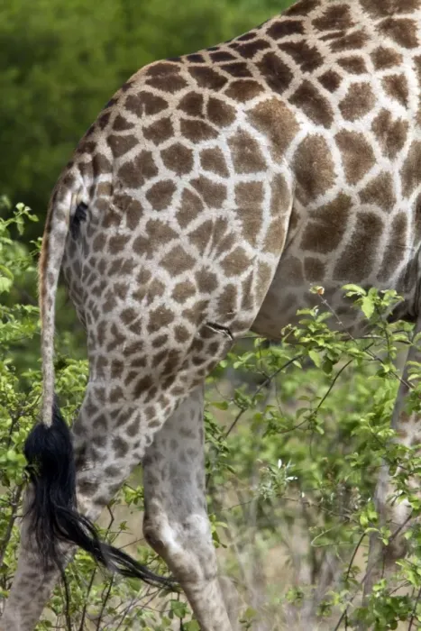 Framed Print : Skin pattern of the African Giraffe, note the scar. - Botswana Framed Print : Skin pattern of the African Giraffe, note the scar. - Botswana