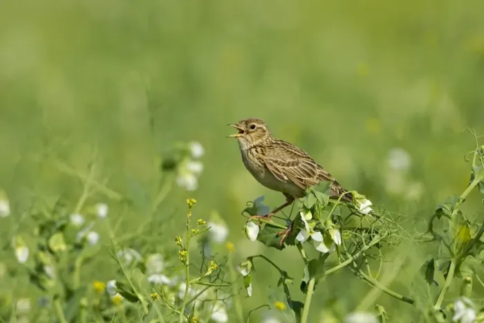 Framed Print : Skylark (Alauda arvensis) adult, singing, perched in pea crop, Warwickshire, England, june Framed Print : Skylark (Alauda arvensis) adult, singing, perched in pea crop, Warwickshire, England, june