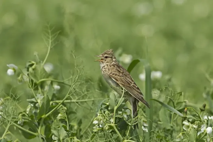 Framed Print : Skylark (Alauda arvensis) adult, singing, perched in pea crop, Warwickshire, England, june Framed Print : Skylark (Alauda arvensis) adult, singing, perched in pea crop, Warwickshire, England, june