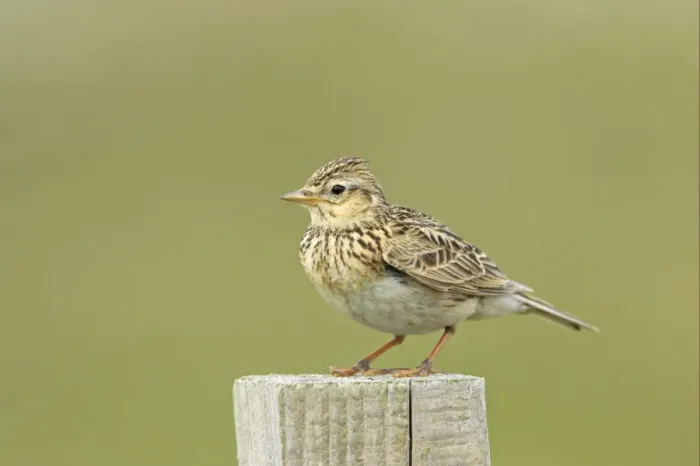 Framed Print : Skylark (Alauda arvensis) adult, standing on post, Mainland, Shetland Islands, Scotland