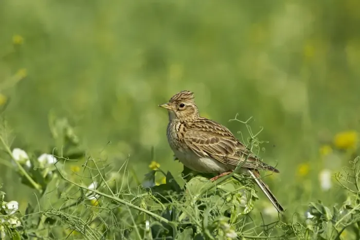 Framed Print : Skylark (Alauda arvensis) adult, perched in pea crop, Warwickshire, England, june