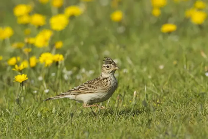 Framed Print : Skylark (Alauda arvensis) adult, with crest raised, foraging in grassland with dandelions, Warwickshire, England, june