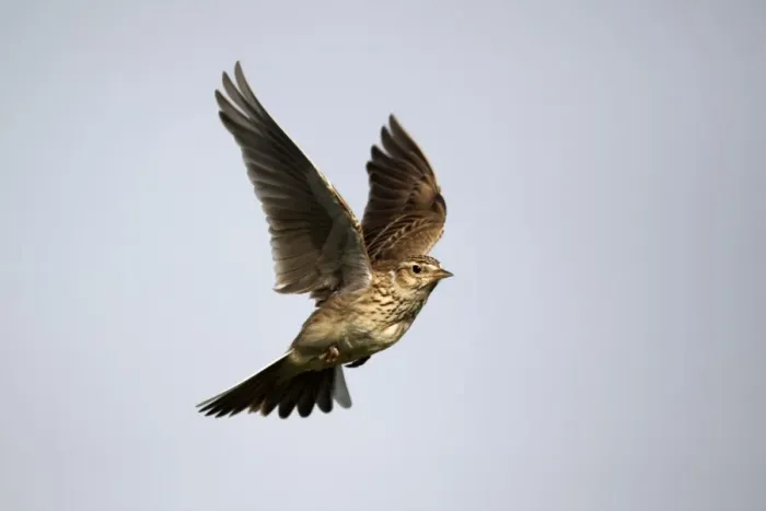 Framed Print : Skylark (Alauda arvensis) adult, in flight, Midlands, England, april Framed Print : Skylark (Alauda arvensis) adult, in flight, Midlands, England, april
