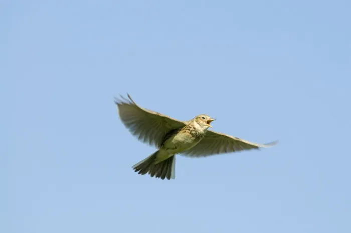 Framed Print : Skylark (Alauda arvensis) adult, in song flight, Kelling, Norfolk, England, april Framed Print : Skylark (Alauda arvensis) adult, in song flight, Kelling, Norfolk, England, april