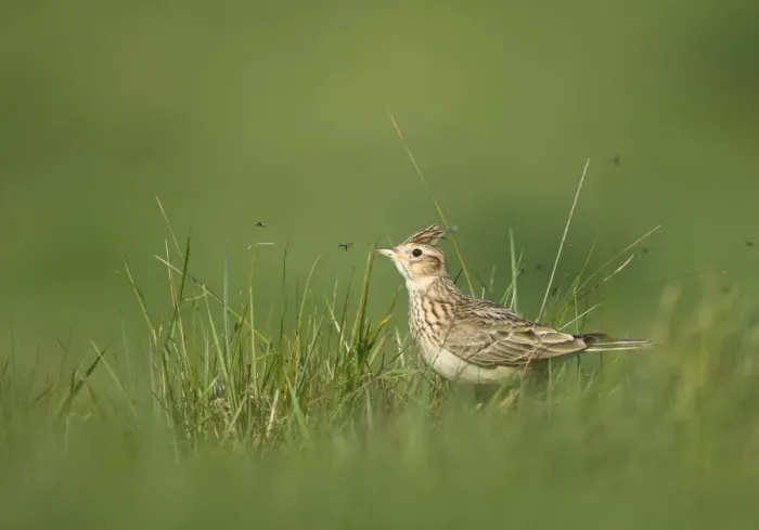 Framed Print : Skylark (Alauda arvensis) adult, standing in grass with insects, Kelling, Norfolk, England, april