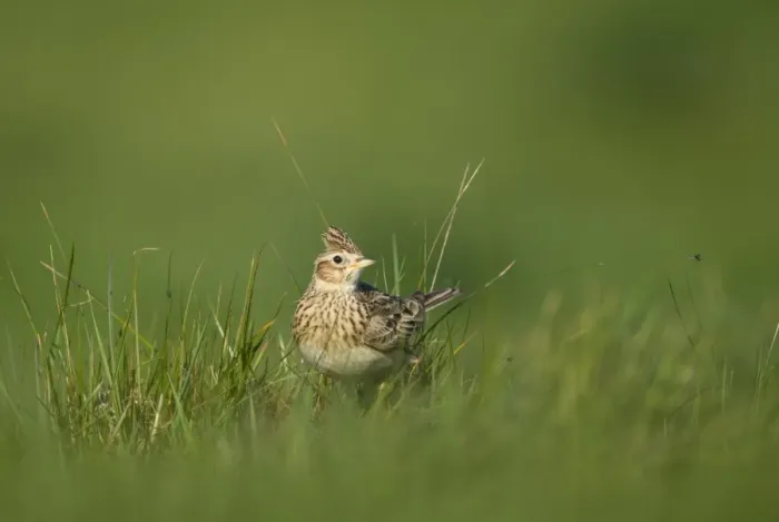 Framed Print : Skylark (Alauda arvensis) adult, standing in grass, Norfolk, England, may